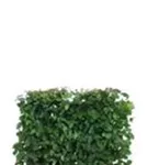 Hainbuche,Weißbuche - Carpinus betulus - Heckenelemente