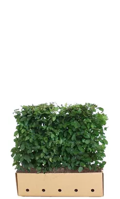 Hainbuche,Weißbuche - Carpinus betulus - Heckenelemente