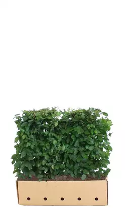 Hainbuche,Weißbuche - Carpinus betulus - Heckenelemente