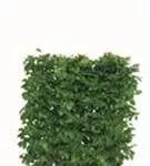 Hainbuche,Weißbuche - Carpinus betulus - Heckenelemente