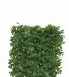 Hainbuche,Weißbuche - Carpinus betulus - Heckenelemente