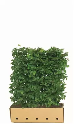 Hainbuche,Weißbuche - Carpinus betulus - Heckenelemente