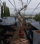 Japanische Kornelkirsche - Cornus officinalis