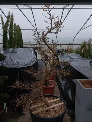 Japanische Kornelkirsche - Cornus officinalis