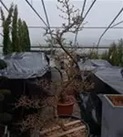Japanische Kornelkirsche - Cornus officinalis