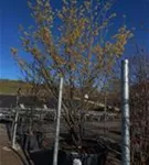 Schwefelgelbe Zaubernuss 'Arnold Promise' - Hamamelis interm.'Arnold Promise' - Formgehölze