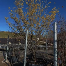 Hamamelis interm.'Arnold Promise' - Formgehölze, C 500 350- 400