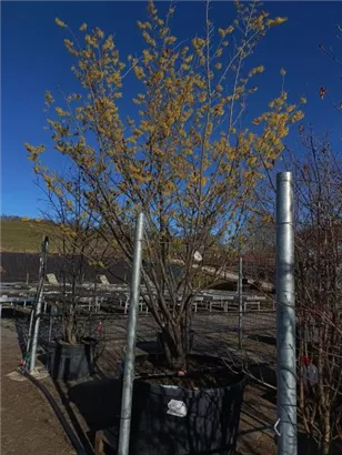 Schwefelgelbe Zaubernuss 'Arnold Promise' - Hamamelis interm.'Arnold Promise' - Formgehölze