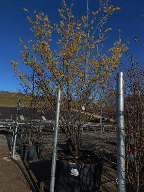 Schwefelgelbe Zaubernuss 'Arnold Promise' - Hamamelis interm.'Arnold Promise' - Formgehölze