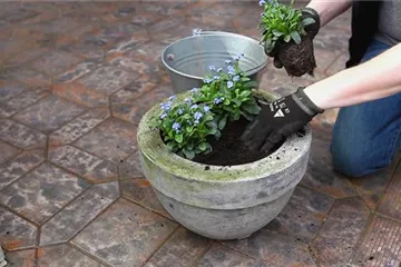Vergissmeinnicht - Einpflanzen in ein Gefäß