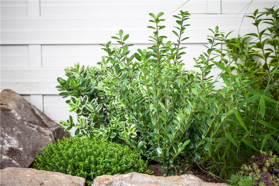 Buxus sempervirens, Hoher Buchsbaum - Semper Verde Pflanzenzentrum Ullmer  GbR