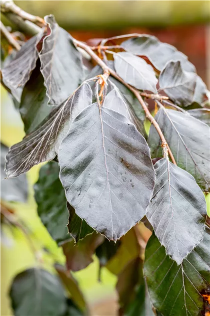 Fagus sylvatica 'Purple Fountain', Blutbuche 'Purple Fountain' - Semper  Verde Pflanzenzentrum Ullmer GbR