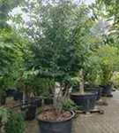 Eisenbaum - Parrotia persica - Formgehölze