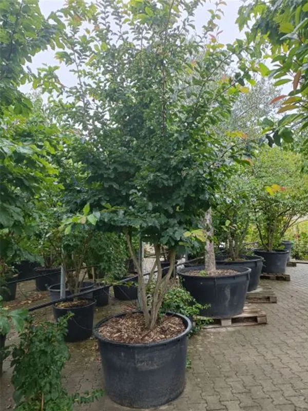 Eisenbaum - Parrotia persica - Formgehölze