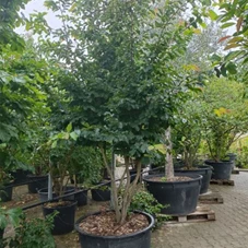 Parrotia persica - Formgehölze, mDb mehrstämmig 250- 300