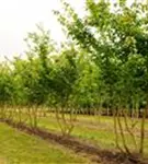 Eisenbaum - Parrotia persica - Formgehölze