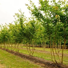 Parrotia persica - Formgehölze, mDb mehrstämmig 250- 300