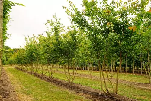 Eisenbaum - Parrotia persica - Formgehölze