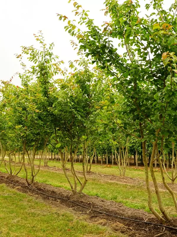 Eisenbaum - Parrotia persica - Formgehölze