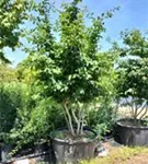 Eisenbaum - Parrotia persica - Formgehölze