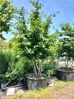 Eisenbaum - Parrotia persica - Formgehölze