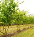 Eisenbaum - Parrotia persica - Formgehölze