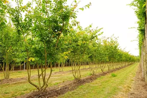 Eisenbaum - Parrotia persica - Formgehölze