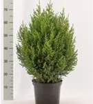 Blauer Kegel-Mooswacholder - Juniperus chin.'Stricta'