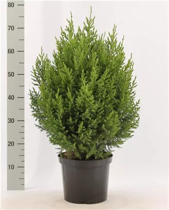 Blauer Kegel-Mooswacholder - Juniperus chin.'Stricta'