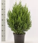Blauer Kegel-Mooswacholder - Juniperus chin.'Stricta'