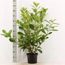 Prunus lauroc.'Rotundifolia', C 7,5 80- 100 Prunus lauroc.'Rotundifolia', C 7,5 80- 100