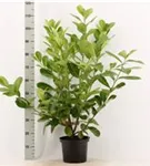 Lorbeerkirsche 'Rotundifolia' - Prunus lauroc.'Rotundifolia'