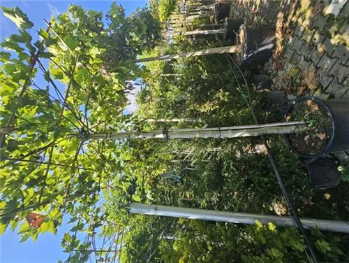 Platane - Platanus acerifolia - Formgehölze