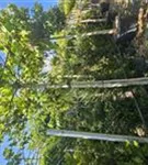Platane - Platanus acerifolia - Formgehölze