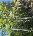 Platane - Platanus acerifolia - Formgehölze