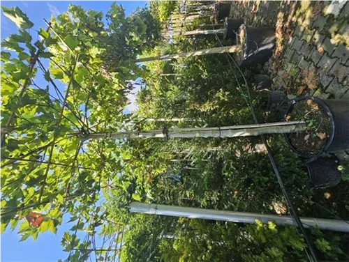 Platane - Platanus acerifolia - Formgehölze