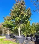 Amerikanischer Amberbaum - Liquidambar styraciflua - Formgehölze