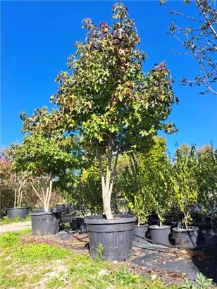 Amerikanischer Amberbaum - Liquidambar styraciflua - Formgehölze