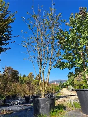 Zierapfel 'Evereste' -R- - Malus 'Evereste' -R- CAC Zierapfel 'Evereste' -R- - Malus 'Evereste' -R- CAC