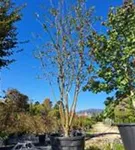 Zierapfel 'Evereste' -R- - Malus 'Evereste' -R- CAC