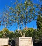 Zierapfel 'Evereste' -R- - Malus 'Evereste' -R- CAC