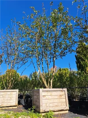 Zierapfel 'Evereste' -R- - Malus 'Evereste' -R- CAC