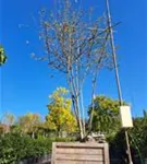 Zierapfel 'Evereste' -R- - Malus 'Evereste' -R- CAC