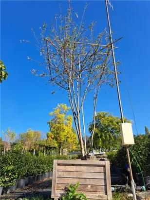 Zierapfel 'Evereste' -R- - Malus 'Evereste' -R- CAC