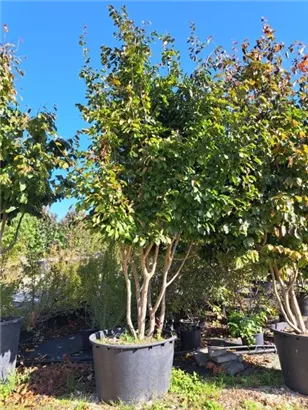 Eisenbaum - Parrotia persica - Formgehölze