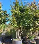 Eisenbaum - Parrotia persica - Formgehölze