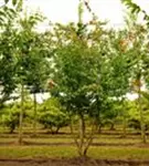 Eisenbaum - Parrotia persica - Formgehölze