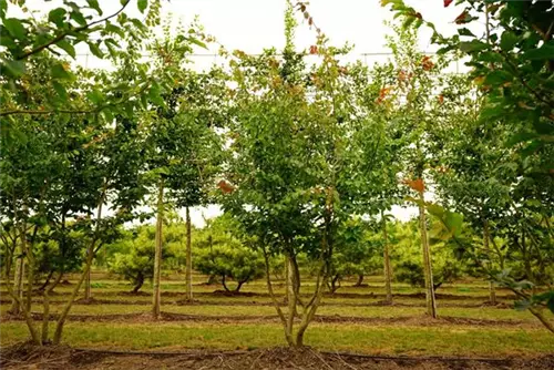 Eisenbaum - Parrotia persica - Formgehölze