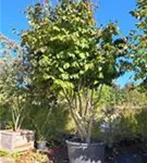 Eisenbaum - Parrotia persica - Formgehölze