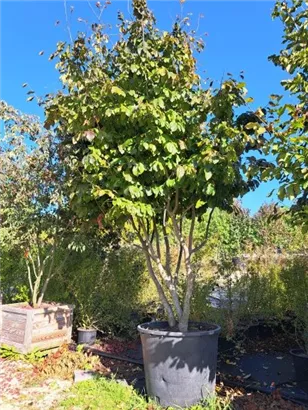 Eisenbaum - Parrotia persica - Formgehölze